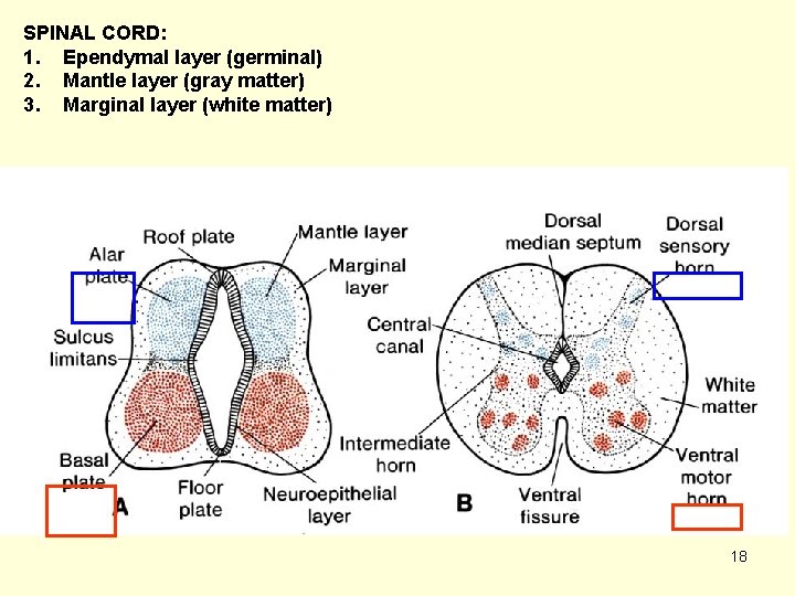 SPINAL CORD: 1. Ependymal layer (germinal) 2. Mantle layer (gray matter) 3. Marginal layer