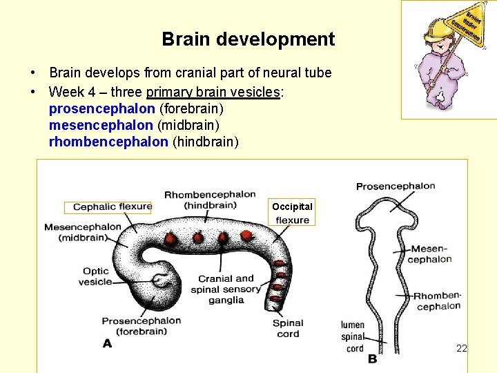 Brain development • Brain develops from cranial part of neural tube • Week 4