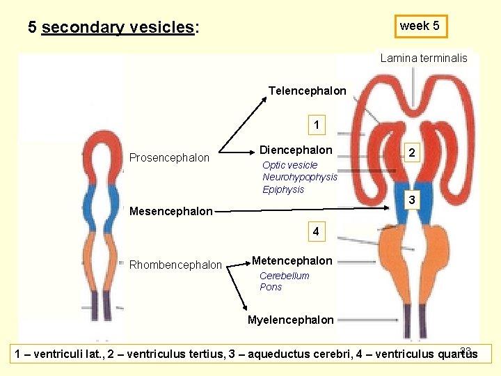 5 secondary vesicles: week 5 Lamina terminalis Telencephalon 1 Prosencephalon Diencephalon Optic vesicle Neurohypophysis