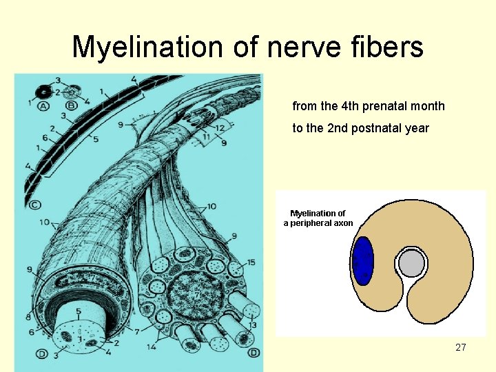 Myelination of nerve fibers from the 4 th prenatal month to the 2 nd
