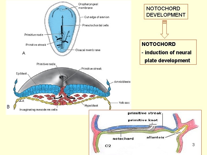 NOTOCHORD DEVELOPMENT NOTOCHORD - induction of neural plate development 3 