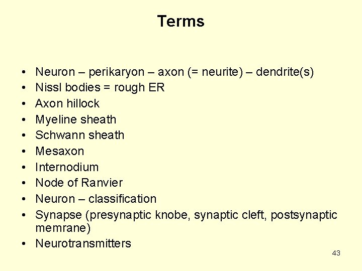 Terms • • • Neuron – perikaryon – axon (= neurite) – dendrite(s) Nissl