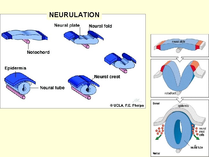 NEURULATION 5 