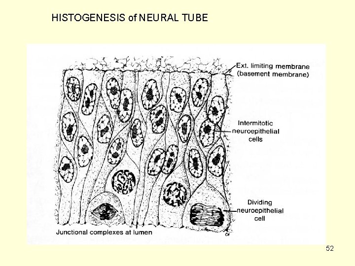 HISTOGENESIS of NEURAL TUBE 52 