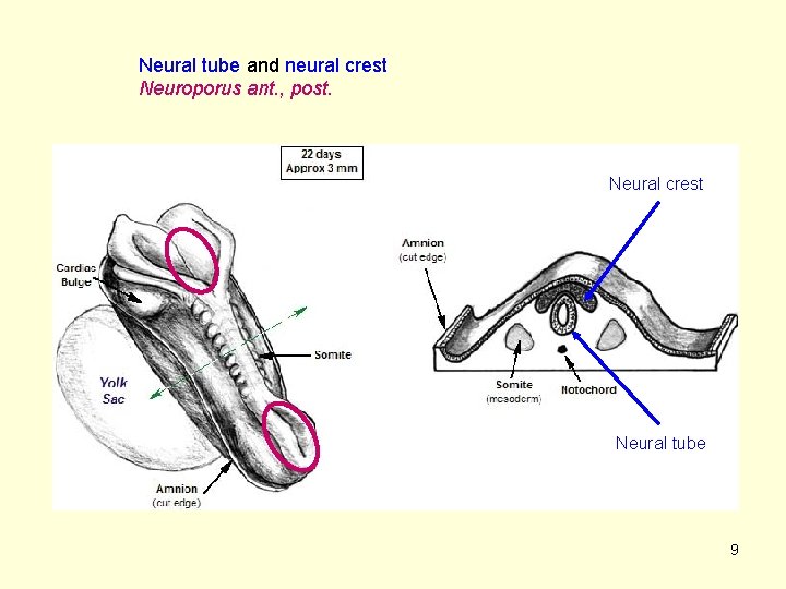 Neural tube and neural crest Neuroporus ant. , post. Neural crest Neural tube 9