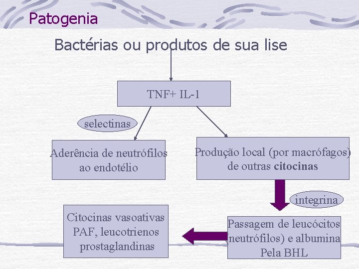 Patogenia Bactérias ou produtos de sua lise TNF+ IL-1 selectinas Aderência de neutrófilos ao