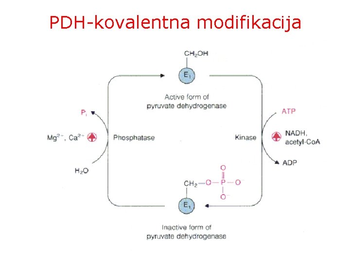 PDH-kovalentna modifikacija 