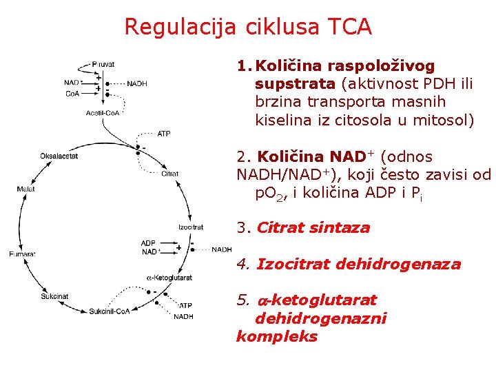 Regulacija ciklusa TCA 1. Količina raspoloživog supstrata (aktivnost PDH ili brzina transporta masnih kiselina