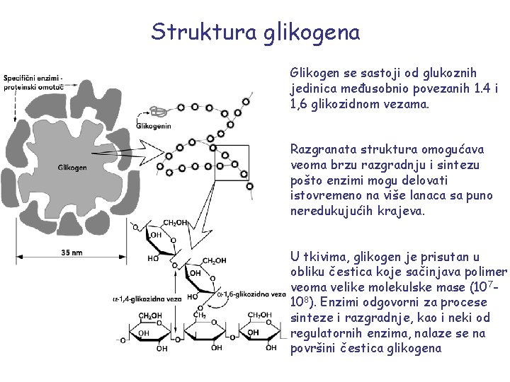 Struktura glikogena Glikogen se sastoji od glukoznih jedinica međusobnio povezanih 1. 4 i 1,