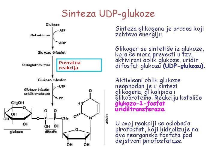 Sinteza UDP-glukoze Sinteza glikogena je proces koji zahteva energiju. Povratna reakcija Glikogen se sintetiše