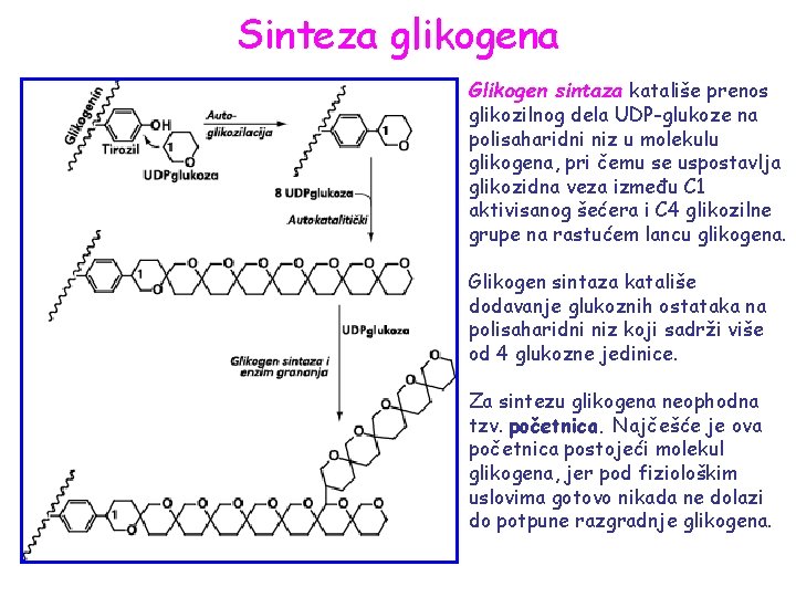 Sinteza glikogena Glikogen sintaza katališe prenos glikozilnog dela UDP-glukoze na polisaharidni niz u molekulu