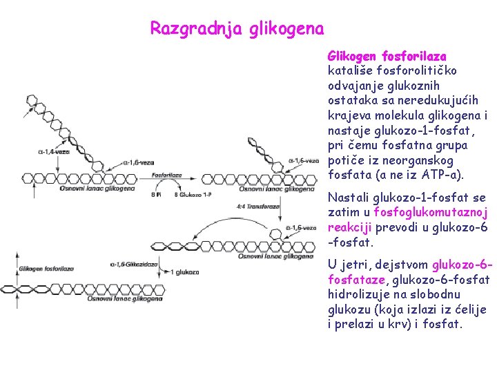 Razgradnja glikogena Glikogen fosforilaza katališe fosforolitičko odvajanje glukoznih ostataka sa neredukujućih krajeva molekula glikogena