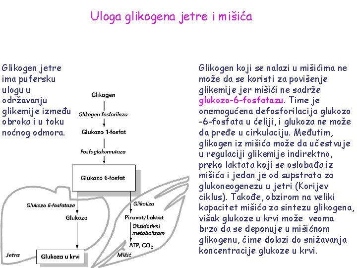 Uloga glikogena jetre i mišića Glikogen jetre ima pufersku ulogu u održavanju glikemije između