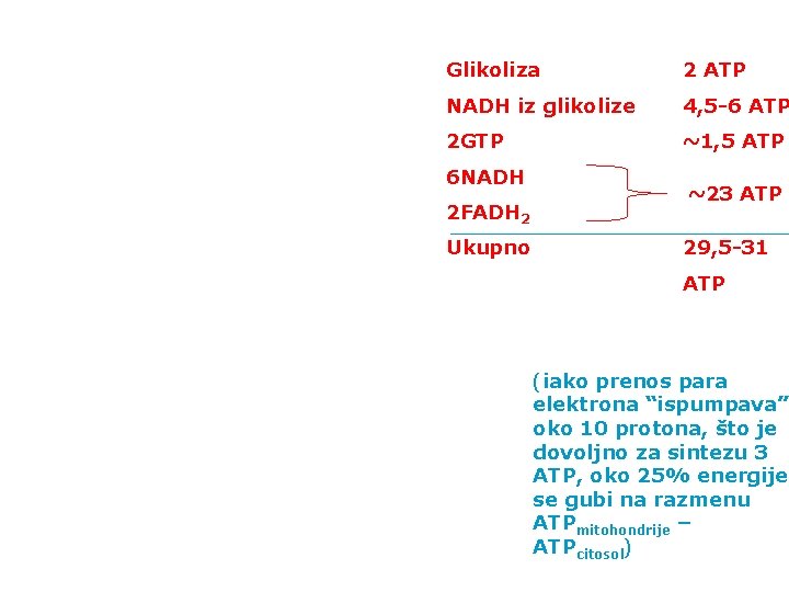 Glikoliza 2 ATP NADH iz glikolize 4, 5 -6 ATP 2 GTP ~1, 5