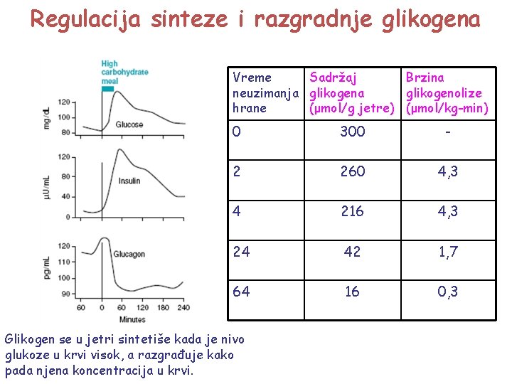 Regulacija sinteze i razgradnje glikogena Vreme Sadržaj Brzina neuzimanja glikogenolize hrane (μmol/g jetre) (μmol/kg-min)