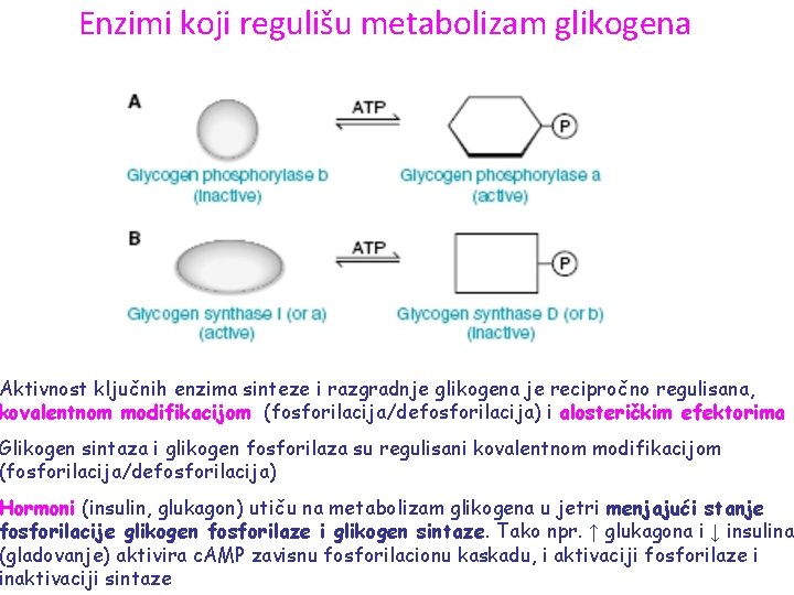 Enzimi koji regulišu metabolizam glikogena Aktivnost ključnih enzima sinteze i razgradnje glikogena je recipročno