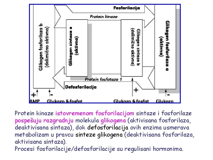 Protein kinaze istovremenom fosforilacijom sintaze i fosforilaze pospešuju razgradnju molekula glikogena (aktivisana fosforilaza, deaktivisana