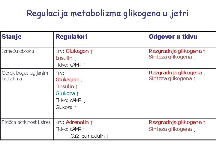 Regulacija metabolizma glikogena u jetri Stanje Regulatori Odgovor u tkivu Između obroka Krv: Glukagon