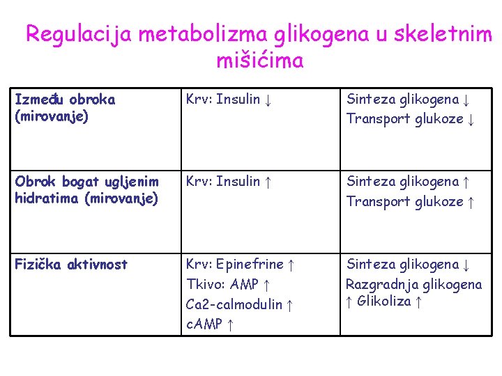 Regulacija metabolizma glikogena u skeletnim mišićima Između obroka (mirovanje) Krv: Insulin ↓ Sinteza glikogena