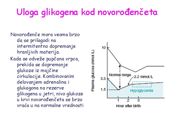 Uloga glikogena kod novorođenčeta Novorođenče mora veoma brzo da se prilagodi na intermitentno dopremanje