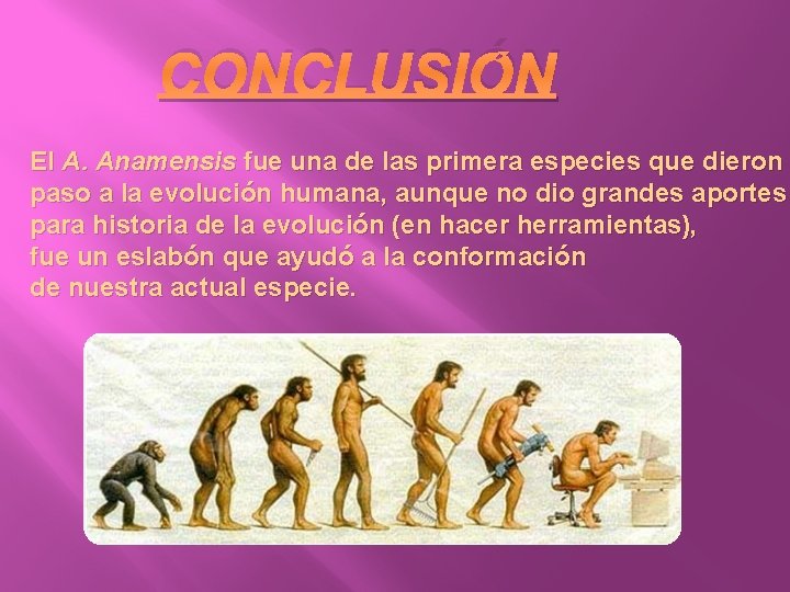 CONCLUSIÓN El A. Anamensis fue una de las primera especies que dieron paso a