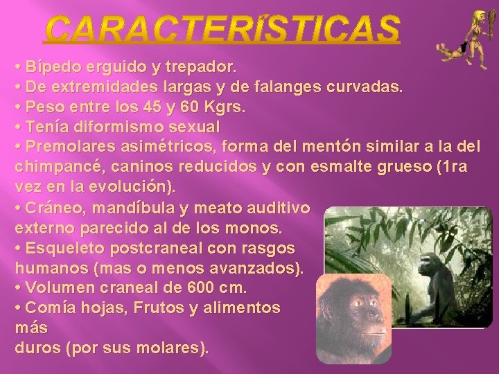  • Bípedo erguido y trepador. • De extremidades largas y de falanges curvadas.