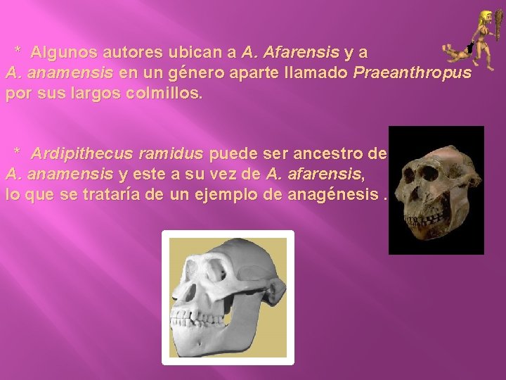 * Algunos autores ubican a A. Afarensis y a A. anamensis en un género