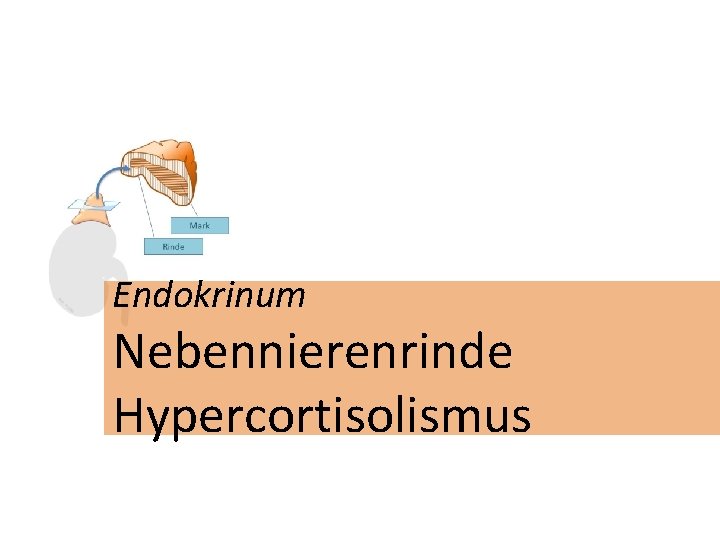 Endokrinum Nebennierenrinde Hypercortisolismus 