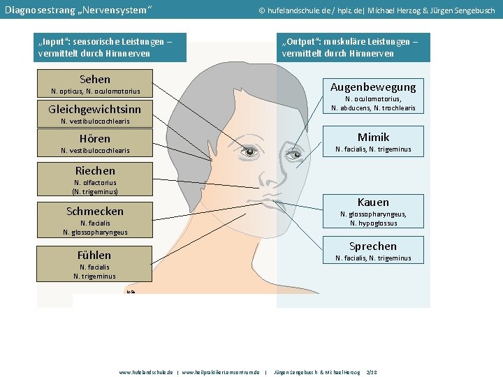 Diagnosestrang „Nervensystem“ hufelandschule. de / hplz. de| Michael Herzog & Jürgen Sengebusch „Input“: sensorische