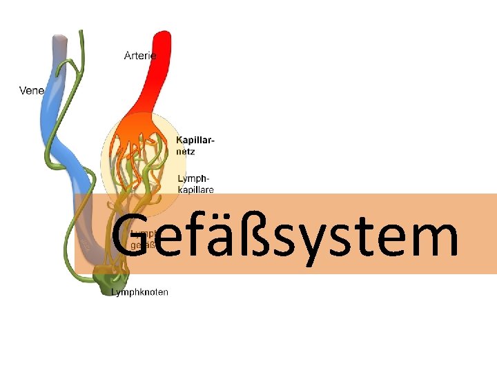 Gefäßsystem 