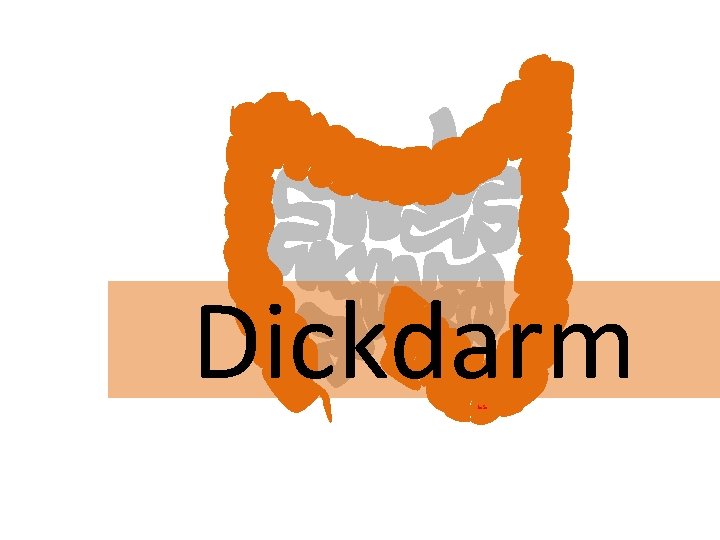 Dickdarm Jo. Se 