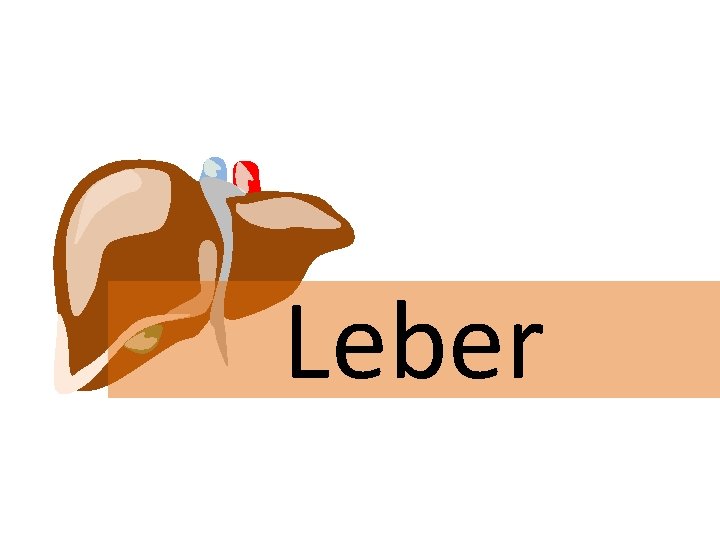 Leber 