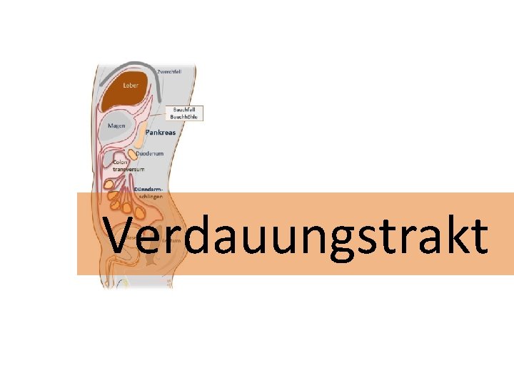 Verdauungstrakt 