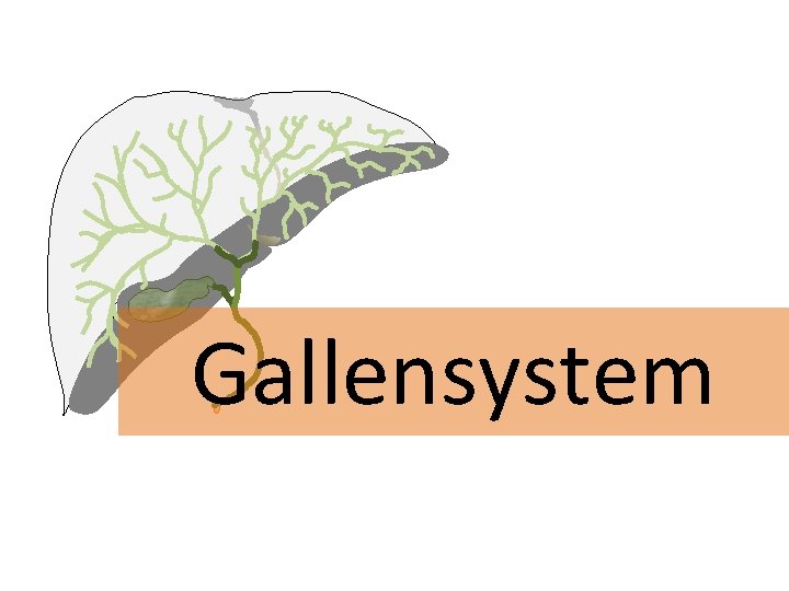 Gallensystem 