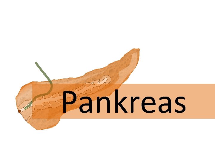 Pankreas 