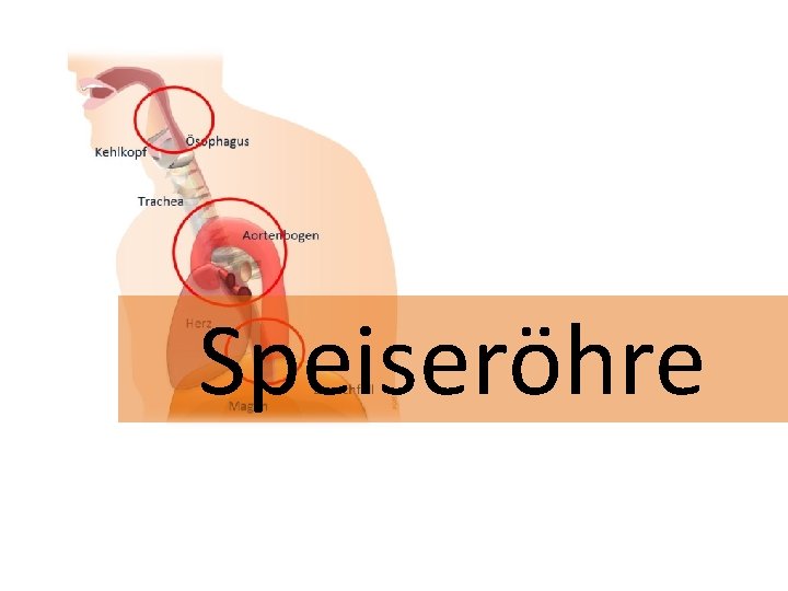 Speiseröhre 