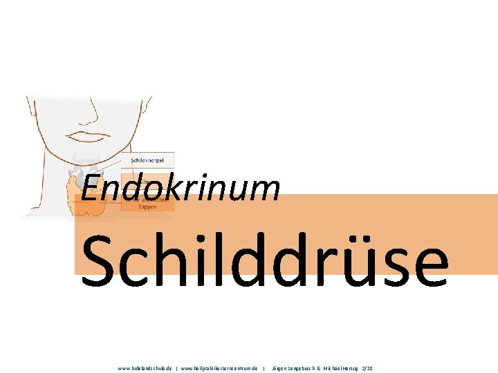 Endokrinum Schilddrüse www. hufelandschule. de | www. heilpraktiker. Lernzentrum. de | Jürgen Sengebusch &