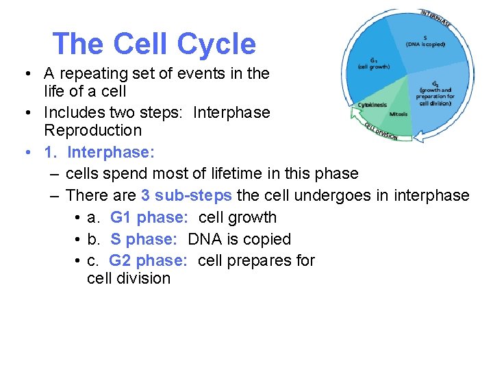 The Cell Cycle • A repeating set of events in the life of a