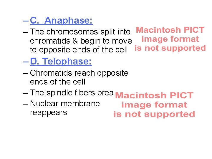 – C. Anaphase: – The chromosomes split into chromatids & begin to move to