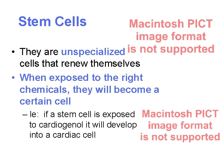 Stem Cells • They are unspecialized cells that renew themselves • When exposed to