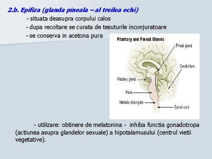 2. b. Epifiza (glanda pineala – al treilea ochi) - situata deasupra corpului calos