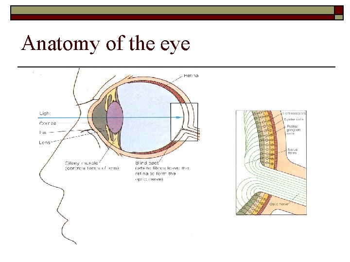 Anatomy of the eye 