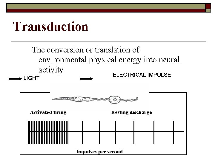 Transduction The conversion or translation of environmental physical energy into neural activity LIGHT ELECTRICAL