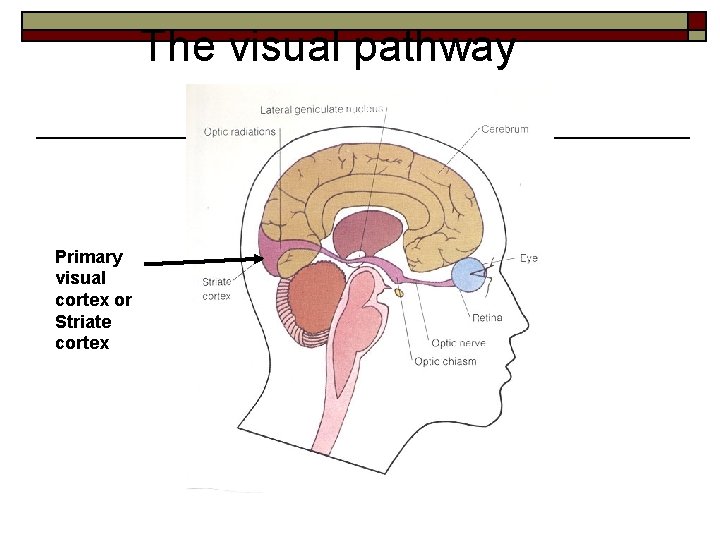 The visual pathway Primary visual cortex or Striate cortex 