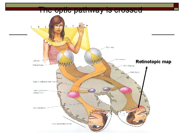 The optic pathway is crossed Retinotopic map 