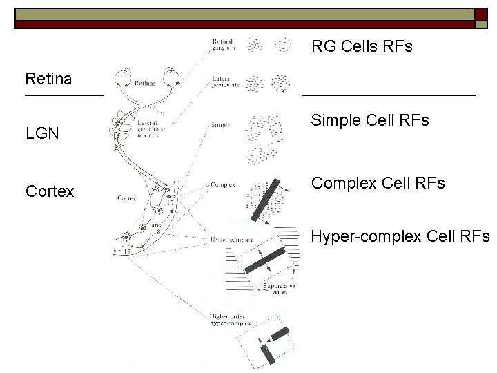 RG Cells RFs Retina LGN Cortex Simple Cell RFs Complex Cell RFs Hyper-complex Cell