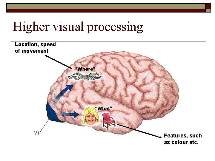 Higher visual processing Location, speed of movement Features, such as colour etc. 