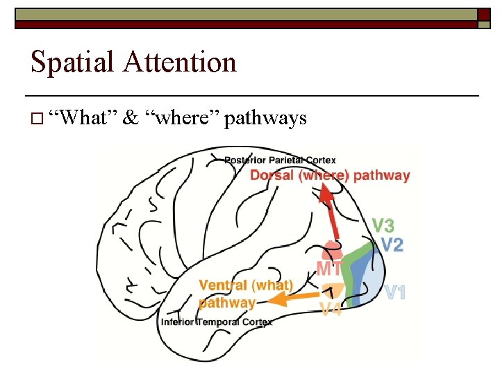 Spatial Attention o “What” & “where” pathways 