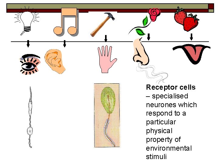 Receptor cells – specialised neurones which respond to a particular physical property of environmental