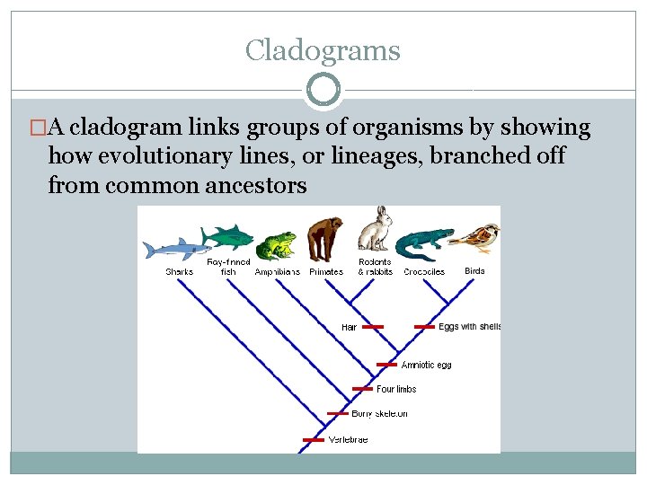 Cladograms �A cladogram links groups of organisms by showing how evolutionary lines, or lineages,